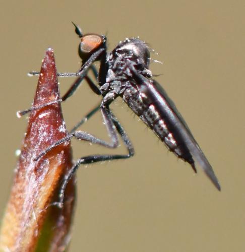 Bicellaria sp.